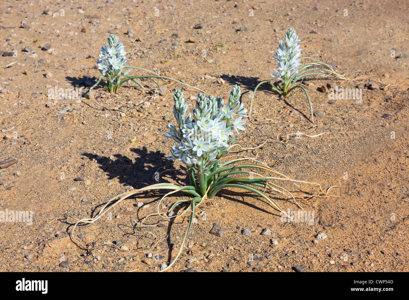 Pflanze mit weißen Blütenblättern auf steinigem Wüstenboden, Merzouga, Marokko. Stockfoto