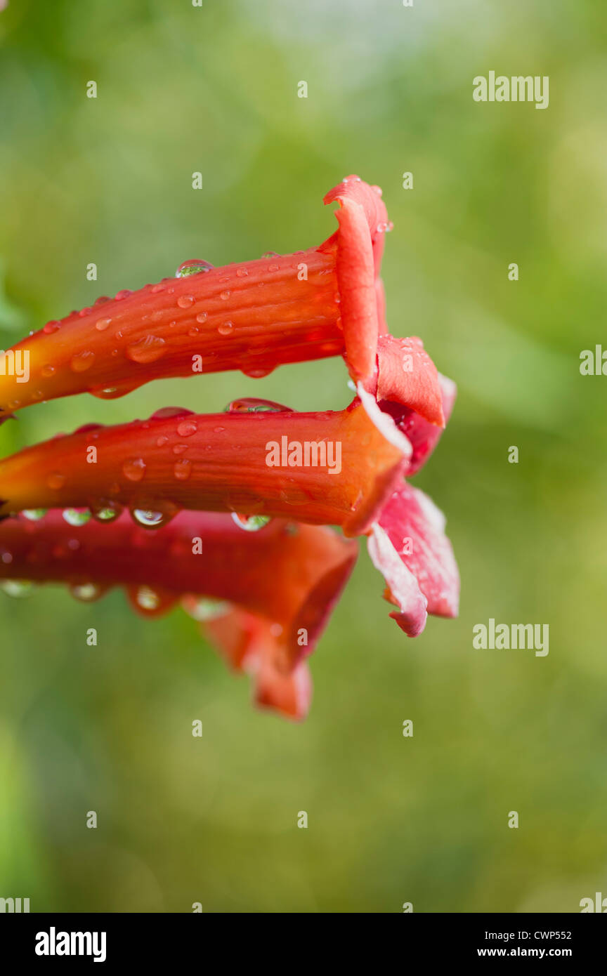 Tautropfen auf Trompete Ranke Blumen Stockfoto