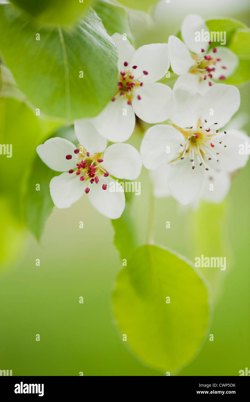 Apfelblüten Stockfoto