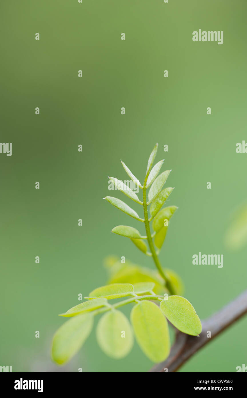 Blätter wachsen auf Akazie Zweig Stockfoto