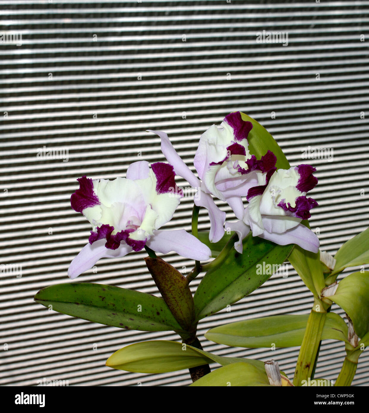 LAELIOCATTLEYA HAWAIIANISCHE FANTASIE DORA ORCHIDEE. Stockfoto