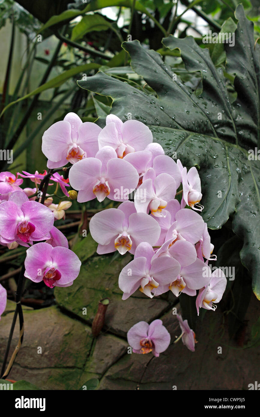 PHALAENOPSIS. NACHTFALTER-ORCHIDEE. Stockfoto