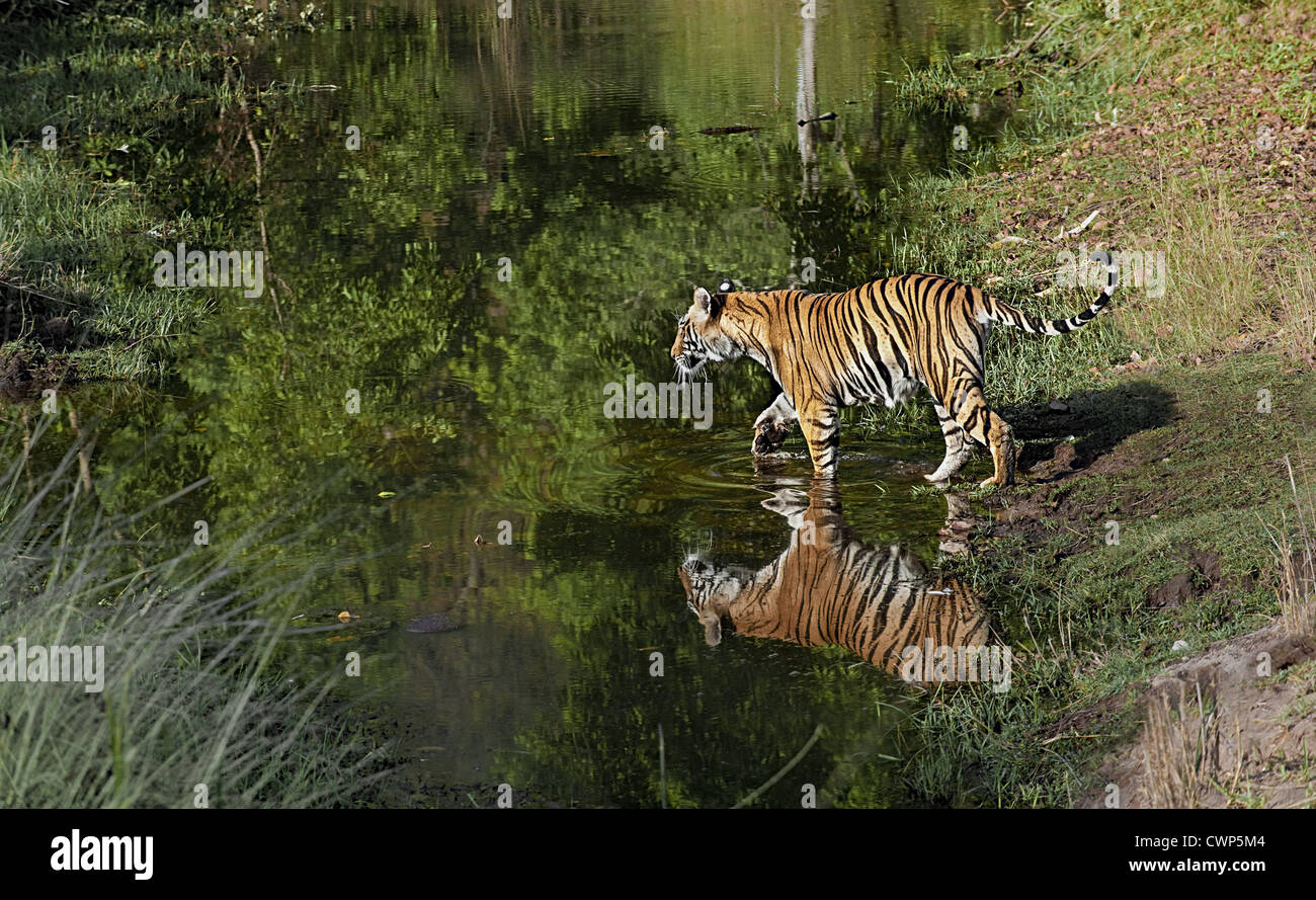 Indischer Tiger (Panthera Tigris Tigris) Erwachsene Frauen, Schwangere, Kreuzung Stream, Bandhavgarh N.P., Madhya Pradesh, Indien Stockfoto