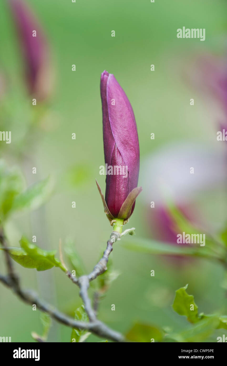 Magnolia Blütenknospe Stockfoto