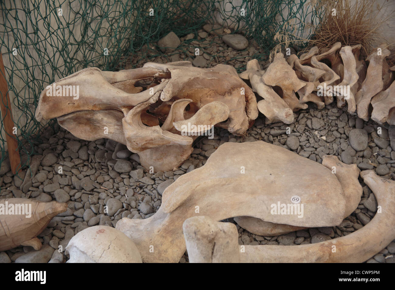 Der Steller Seekuh (Hydrodamalis Gigas) ausgestorbenen Arten, Skelett im Museum, Nikolskoje, Bering Insel, Kommandeur-Inseln, Stockfoto