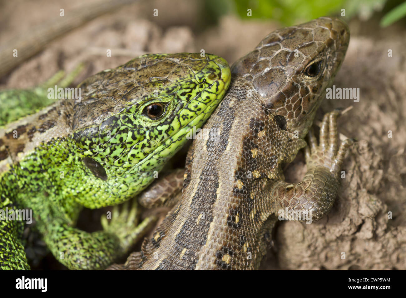 Sand-Eidechse (Lacerta Agilis) Erwachsenen paar, close-up der Köpfe, Mattheiser Wald, Rheinland-Pfalz, Deutschland, kann Stockfoto