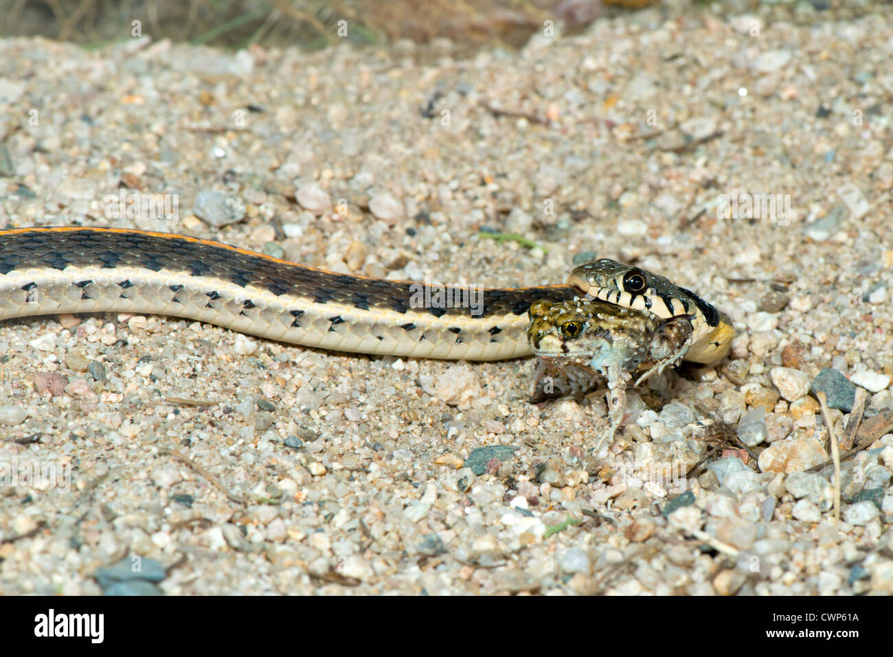 Schwarzhalstaucher Gartersnake Essen rot gefleckten Kröte Thamnophis Cyrtopsis Tucson, Arizona, Vereinigte Staaten von Amerika Stockfoto