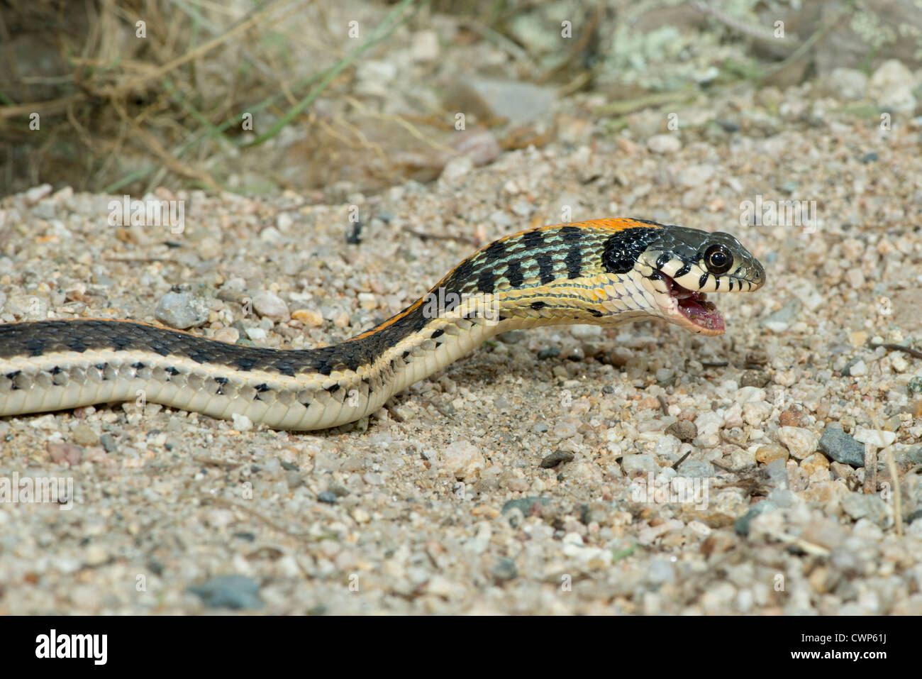 Schwarzhalstaucher Gartersnake Essen rot gefleckten Kröte Thamnophis Cyrtopsis Tucson, Arizona, Vereinigte Staaten von Amerika Stockfoto