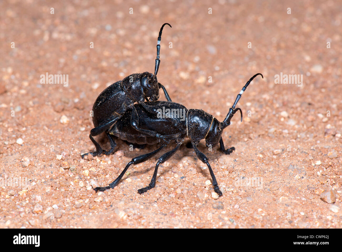 Kaktus Longhorn Beetle Moneilema Gigas Tucson, Pinal County, Arizona, USA 28 August Erwachsene Paarung. Stockfoto