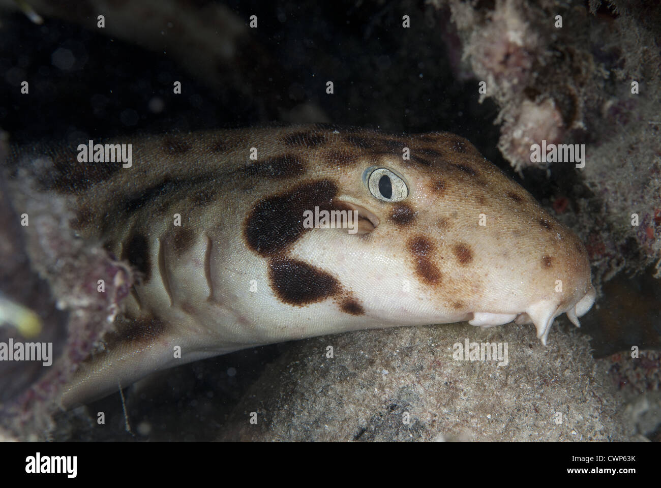 Indonesische Speckled Carpetshark (Hemiscyllium Freycineti) Erwachsene, Nahaufnahme des Kopfes, Gam Insel Dampier Straits, Raja Ampat Stockfoto