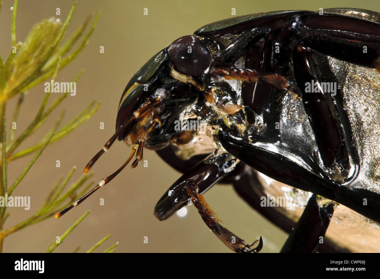 Große Silber Käfer (Hydrophilus Piceus) Erwachsene, Nahaufnahme des Kopfes, Unterwasser, Wat Tyler Country Park, Essex, England, april Stockfoto