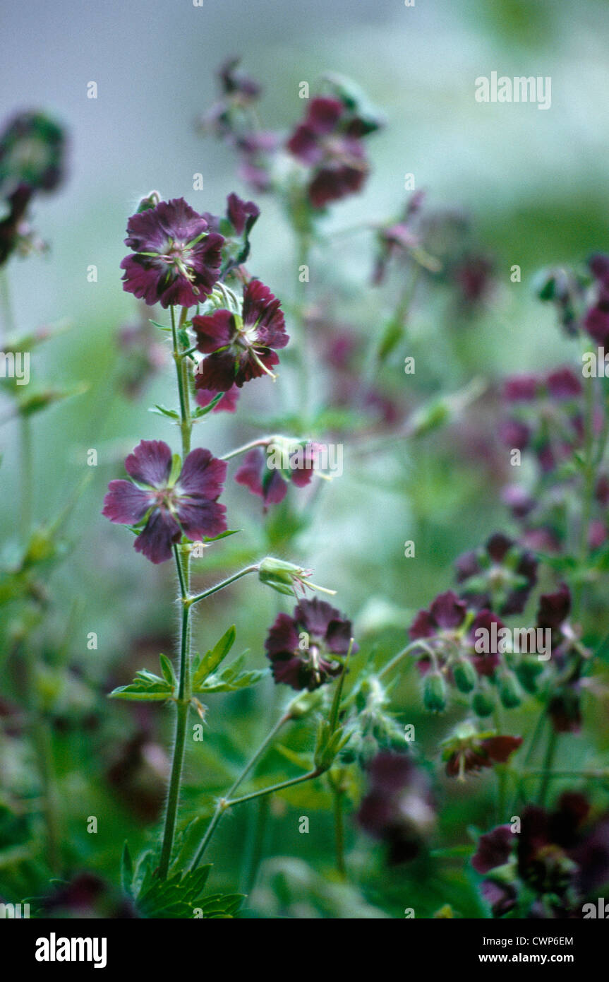 Geranium Phaeum, Geranie, Trauer Witwe Stockfoto