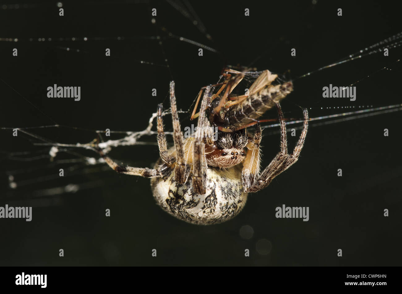Furche Orb-Weaver Spider (Larinioides Cornutus) Erwachsenen, mit Fliege Beute gefangen im Web, Vierschrötigkeit Nature Reserve, Bexley, Kent, Stockfoto