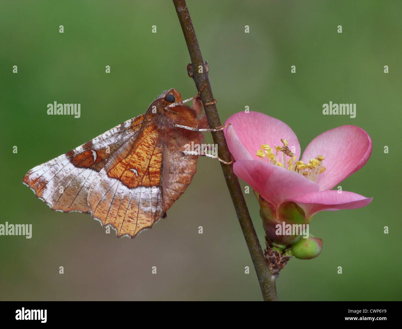 Lila Thorn Moth (Selenia Tetralunaria) Männchen, ruht auf japanische Quitte (Chaenomeles SP.) Zweig mit Blume im Garten, Stockfoto