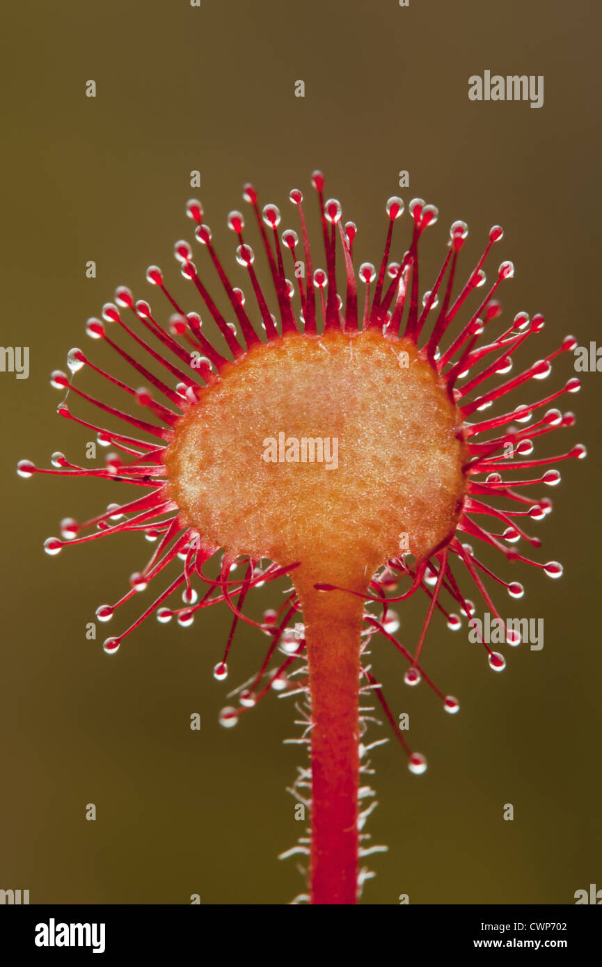 Runde-leaved Sonnentau (Drosera Rotundifolia)-Nahaufnahme des Blattes, Drüsenhaare mit klebrigen Schleim, Chartly, Staffordshire, Stockfoto