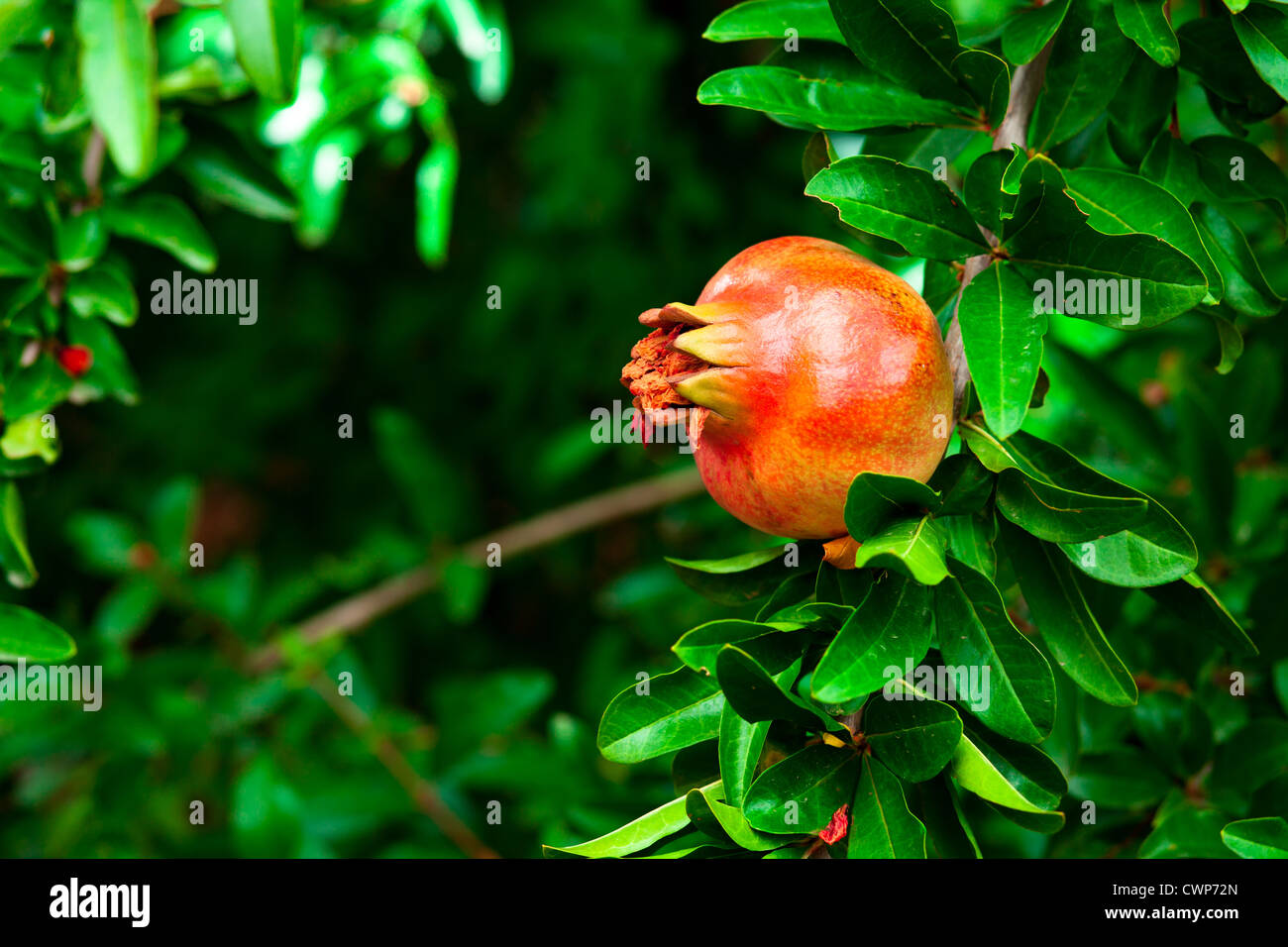 Granatapfel schließen oben auf einem Ast Stockfoto