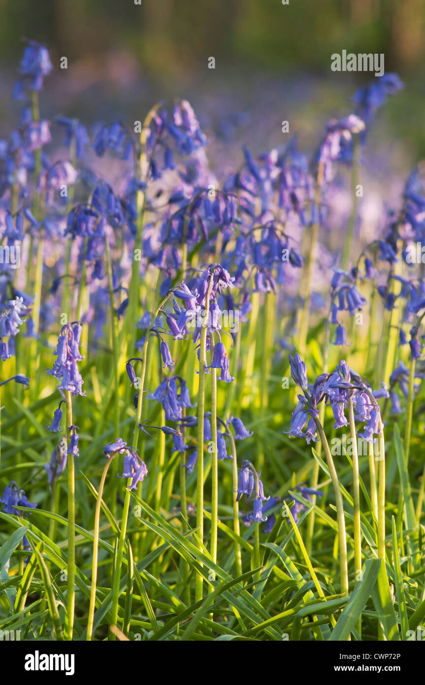 Bluebell (Endymion nicht-Scriptus) Blüte Masse, wächst in Wäldern, in der abends Sonne, Kent, England, kann Stockfoto