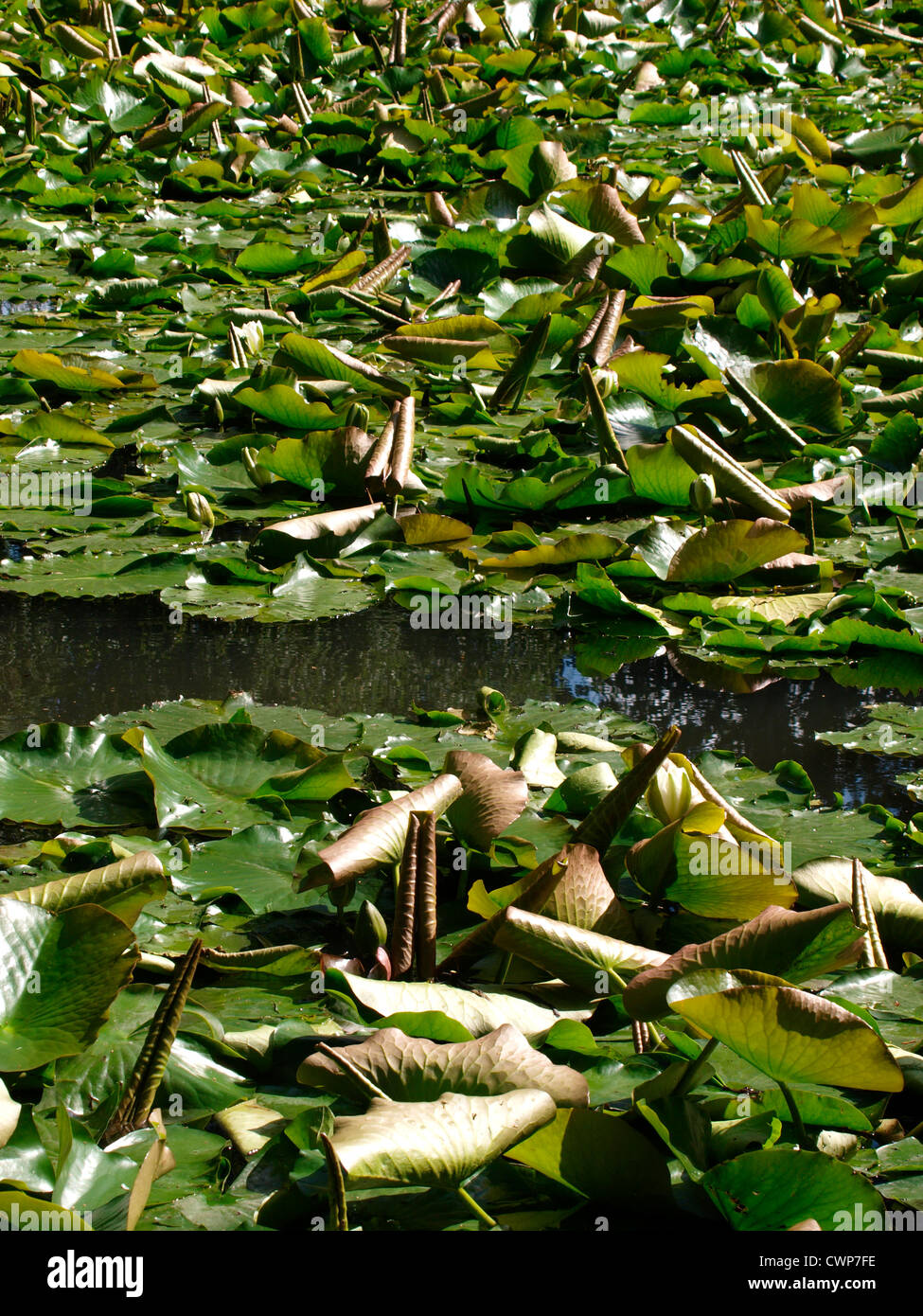 Masse von Seerosen, UK Stockfoto