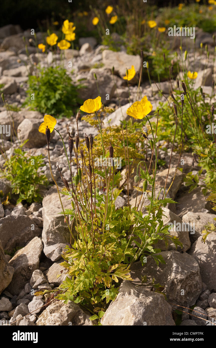 Leuchtende gelbe Mohn Alpenpflanzen verstreut zwischen Fels und Geröll Stockfoto