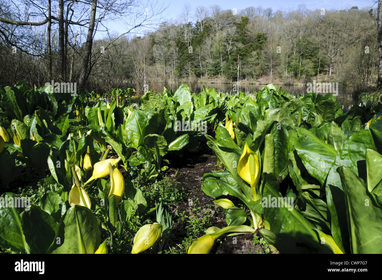 Gelbe Skunk Cabbage (Lysichiton Americanum) eingebürgerten Arten blühen, wachsen am Ufer des Sees, Witherslack Pool, Stockfoto