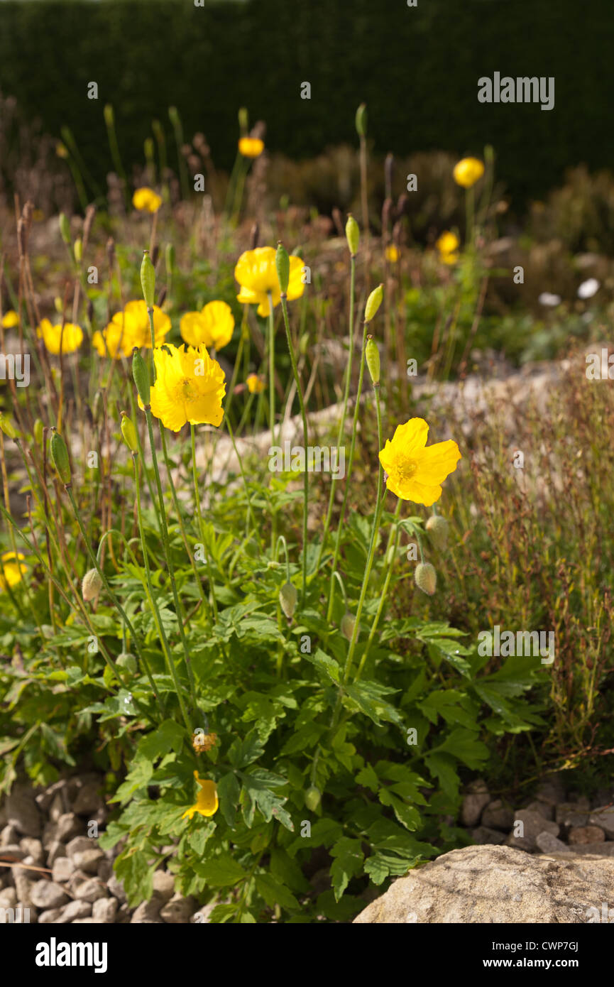 Leuchtende gelbe Mohn Alpenpflanzen verstreut zwischen Fels und Geröll Stockfoto