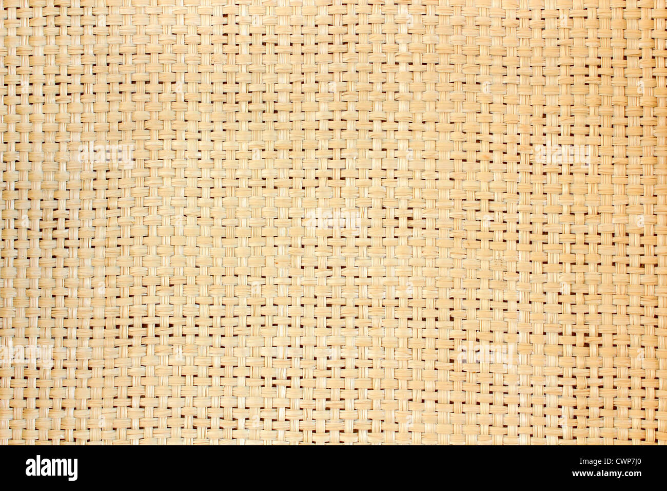 Feldstuhl Birken bilden ein schönes Muster Stockfoto
