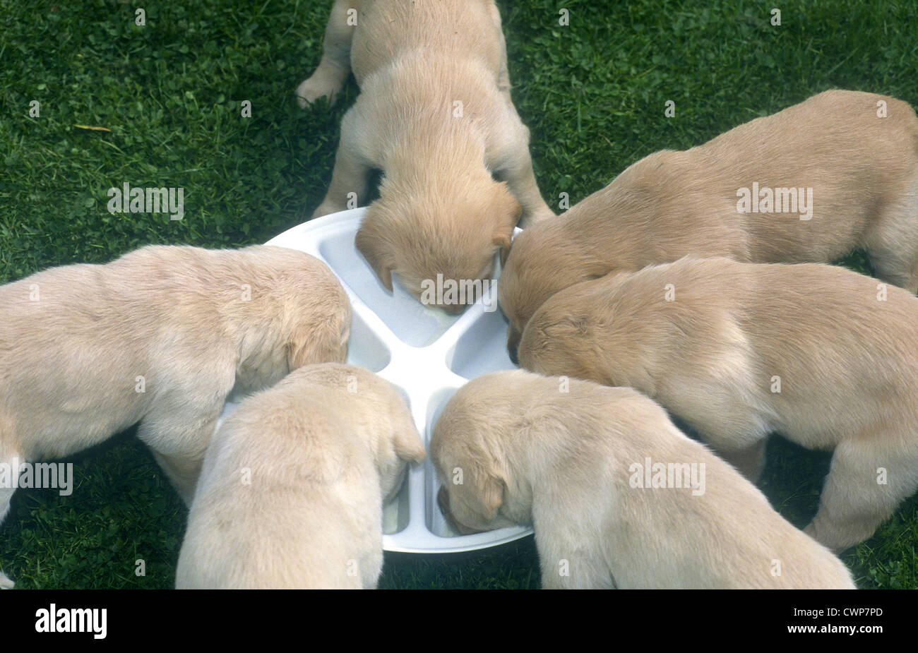 Trainee Guide Dog Welpen trinken aus der Schüssel, UK. Stockfoto