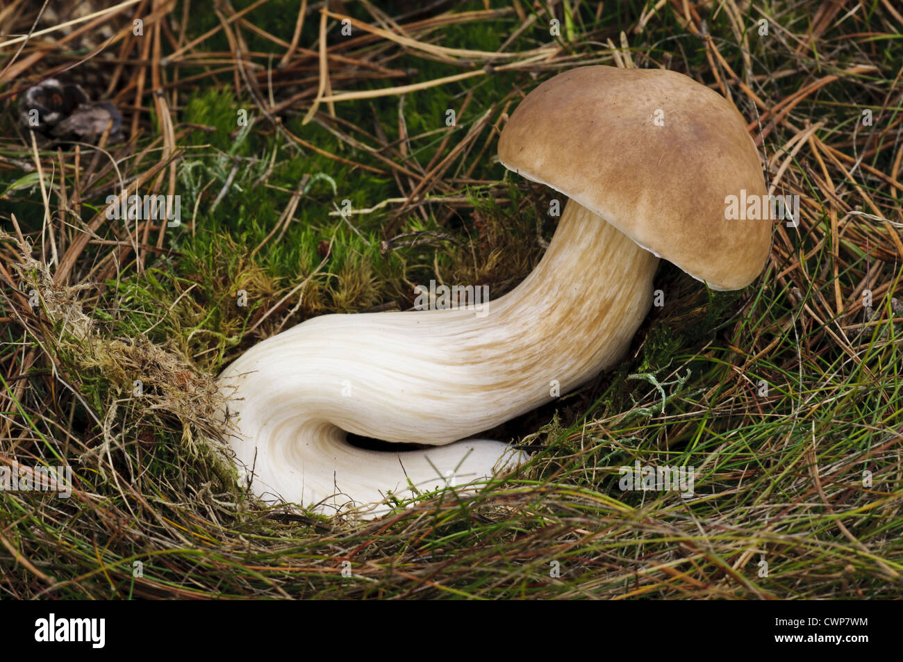 CEP (Boletus Edulis) Fruchtkörper mit langen, gekrümmten Stiel wächst in Grünland, Clumber Park, Nottinghamshire, England, Oktober Stockfoto