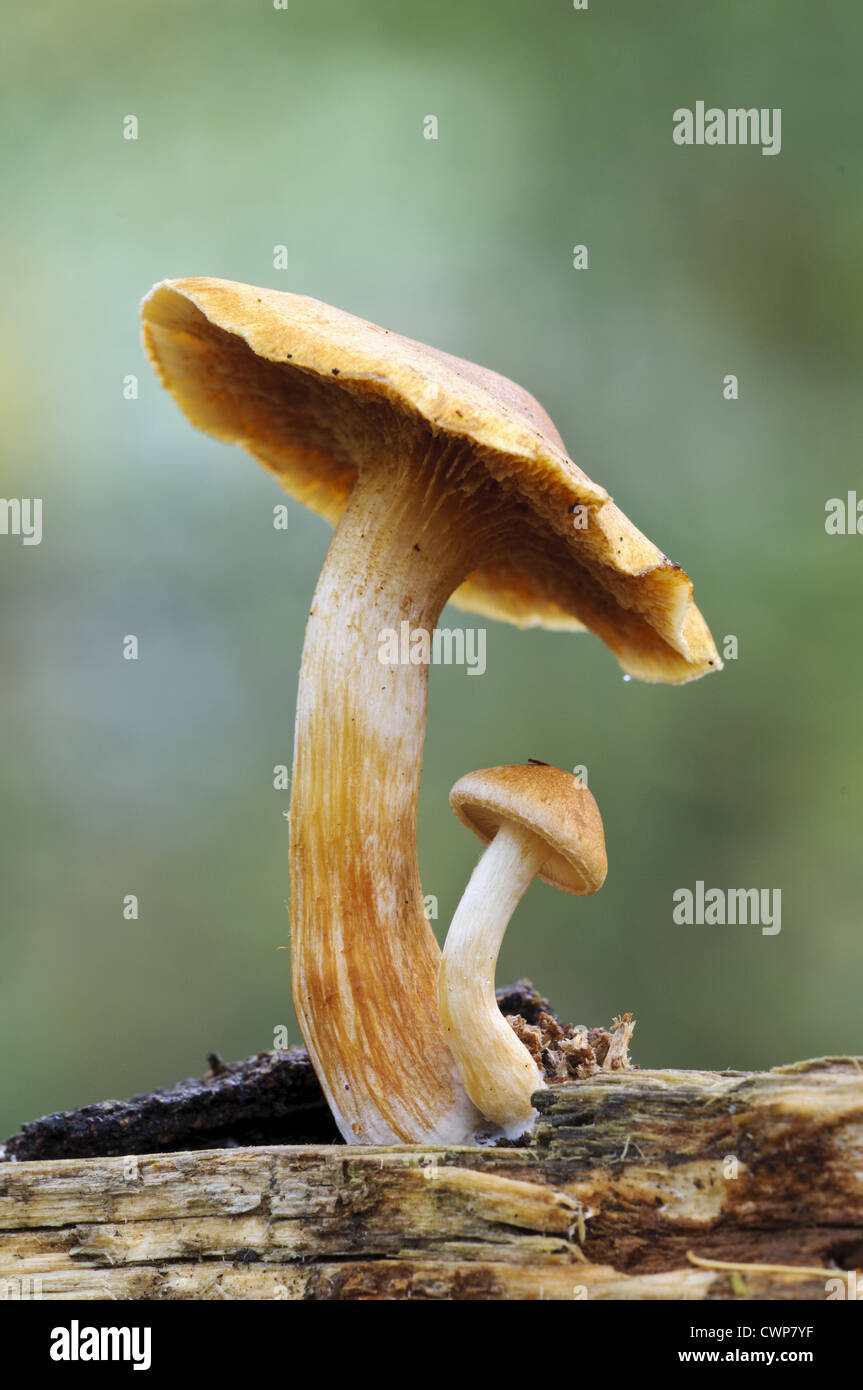 Gemeinsame Rustgill (Gymnopilus Penetrans) Fruchtkörper, frische junge Exemplare bergende unter reifer Exemplar, Bostall Stockfoto