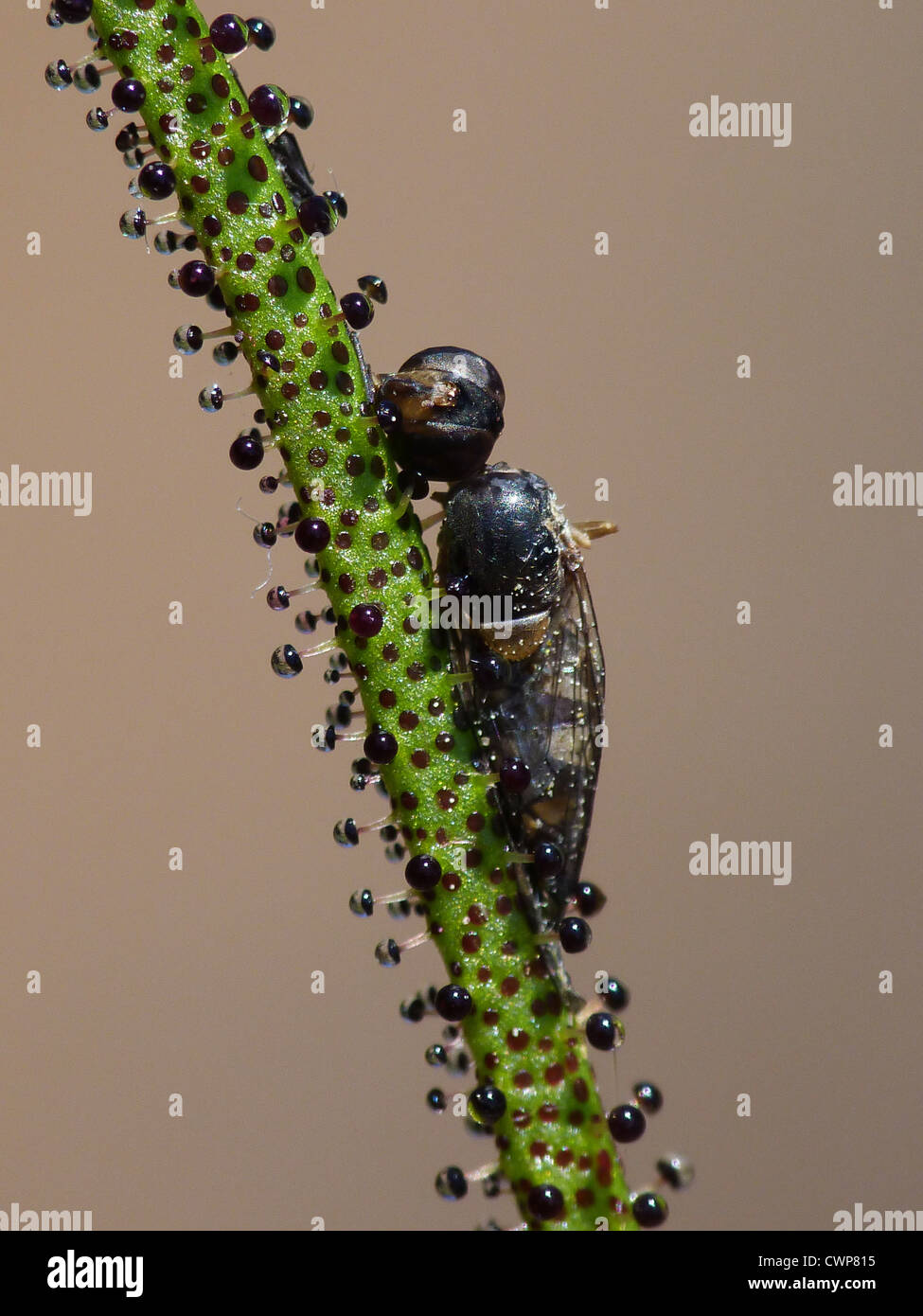 Blatt mit eingeschlossenem Insekt, Drüsenhaare auf Blatt mit klebrigen Portugiesisch Sonnentau (Drosophyllum Lusitanicum) in Nahaufnahme Stockfoto