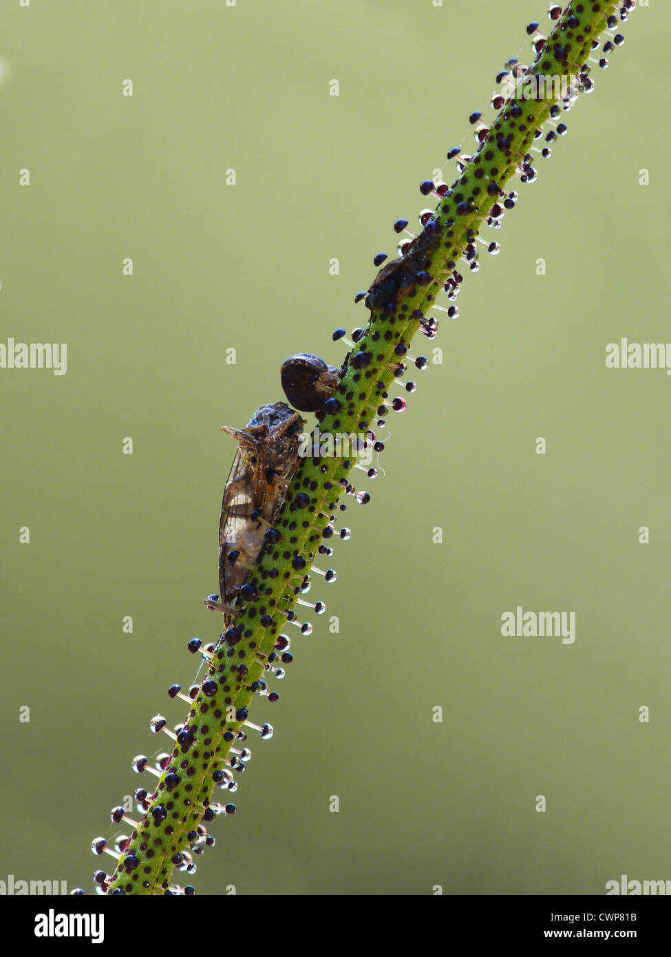 Blatt mit eingeschlossenem Insekt, Drüsenhaare auf Blatt mit klebrigen Portugiesisch Sonnentau (Drosophyllum Lusitanicum) in Nahaufnahme Stockfoto