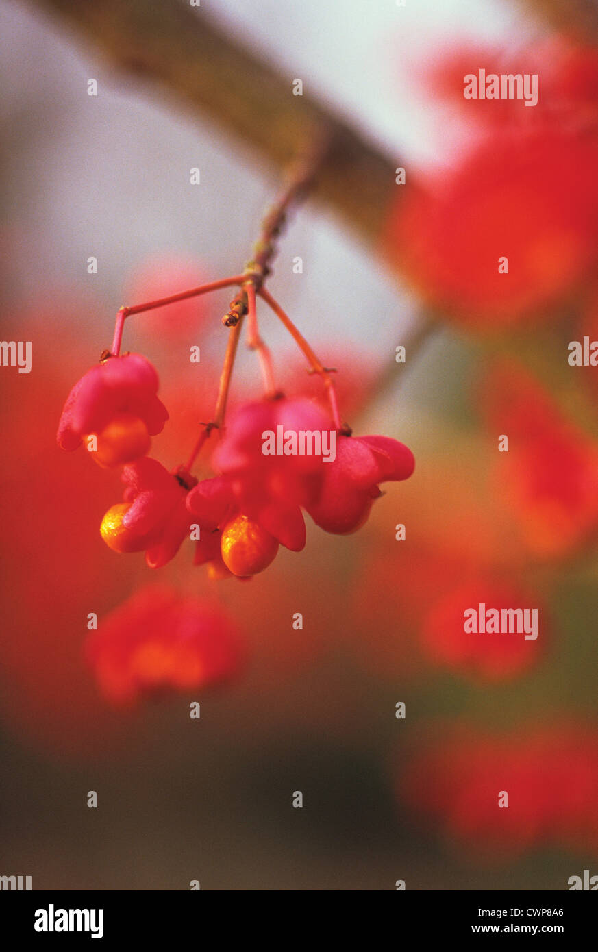 Euonymus Europaeus, Spindel Baum Stockfoto