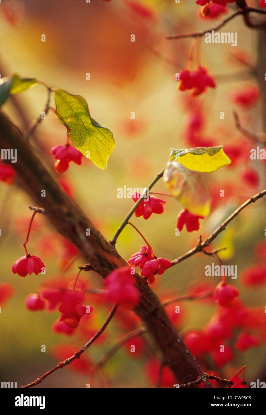 Euonymus Europaeus, Spindel Baum Stockfoto