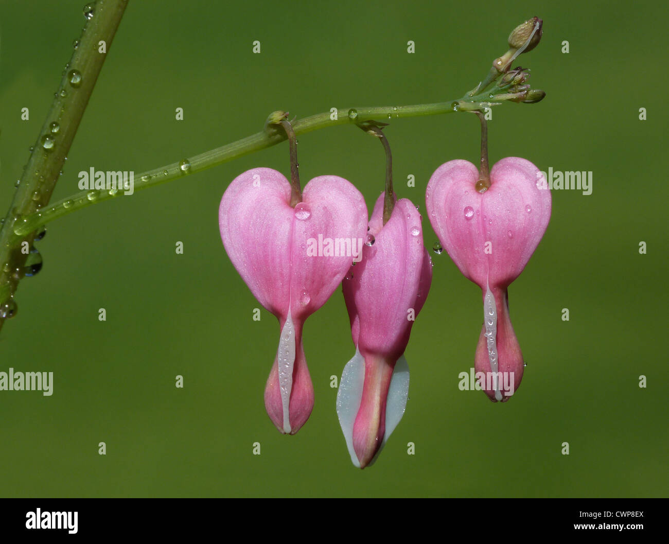 Tränendes Herz (Dicentra Spectabilis) Nahaufnahmen von Blumen mit Regentropfen, im Garten, Leicestershire, England, april Stockfoto