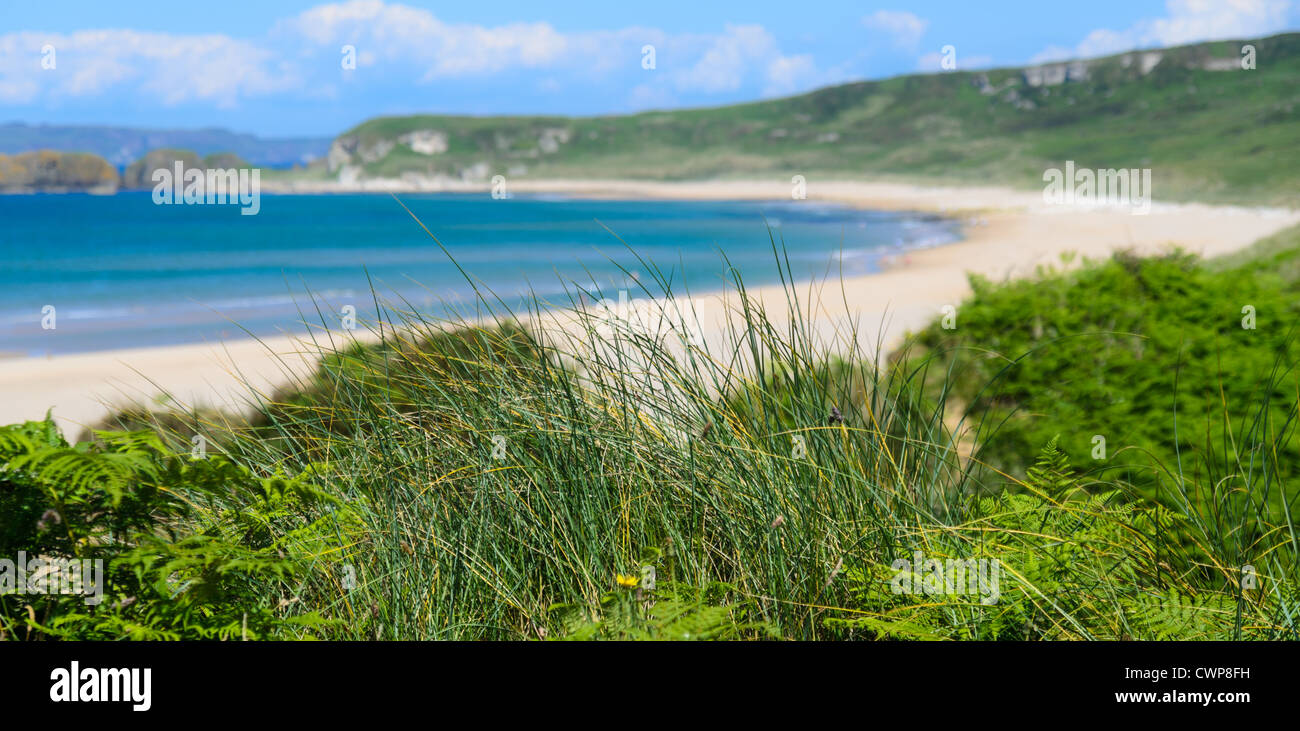 Eine Szene von der Küste von North Antrim, Irland Whitepark Bay. Bild konzentriert sich auf das Vordergrund-grün mit einer flachen DOF. Stockfoto