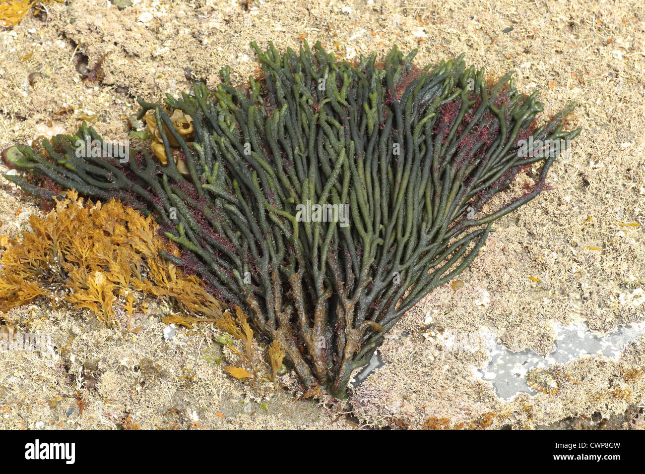 Grün Vlies (Codium fragile) eingeführt, invasive Arten, befestigt an Felsen bei Ebbe Kimmeridge, Isle of Purbeck, Dorset, Stockfoto