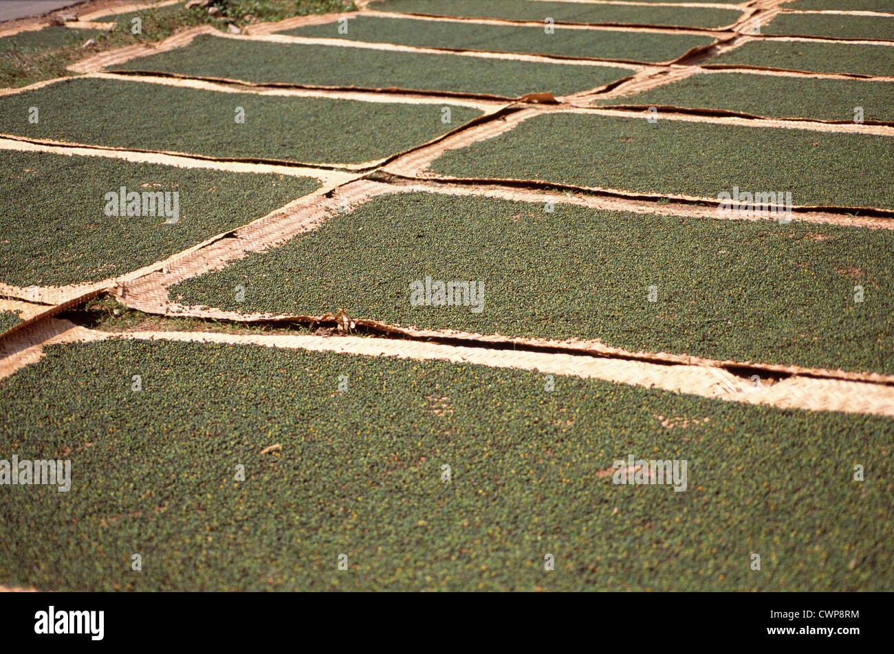 Piper Nigram, Pfeffer Stockfoto