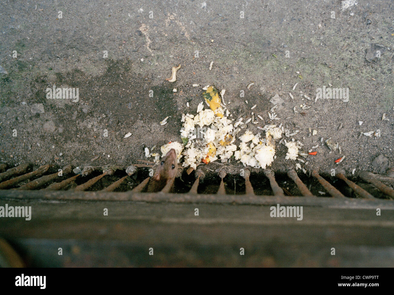 Straße Ratten Ungeziefer füttern in der Gosse in Bangkok, Thailand im Fernen Osten Südostasien. Ratten Nagetier Krankheit slum Dreck Stadt loch Reisen Stockfoto