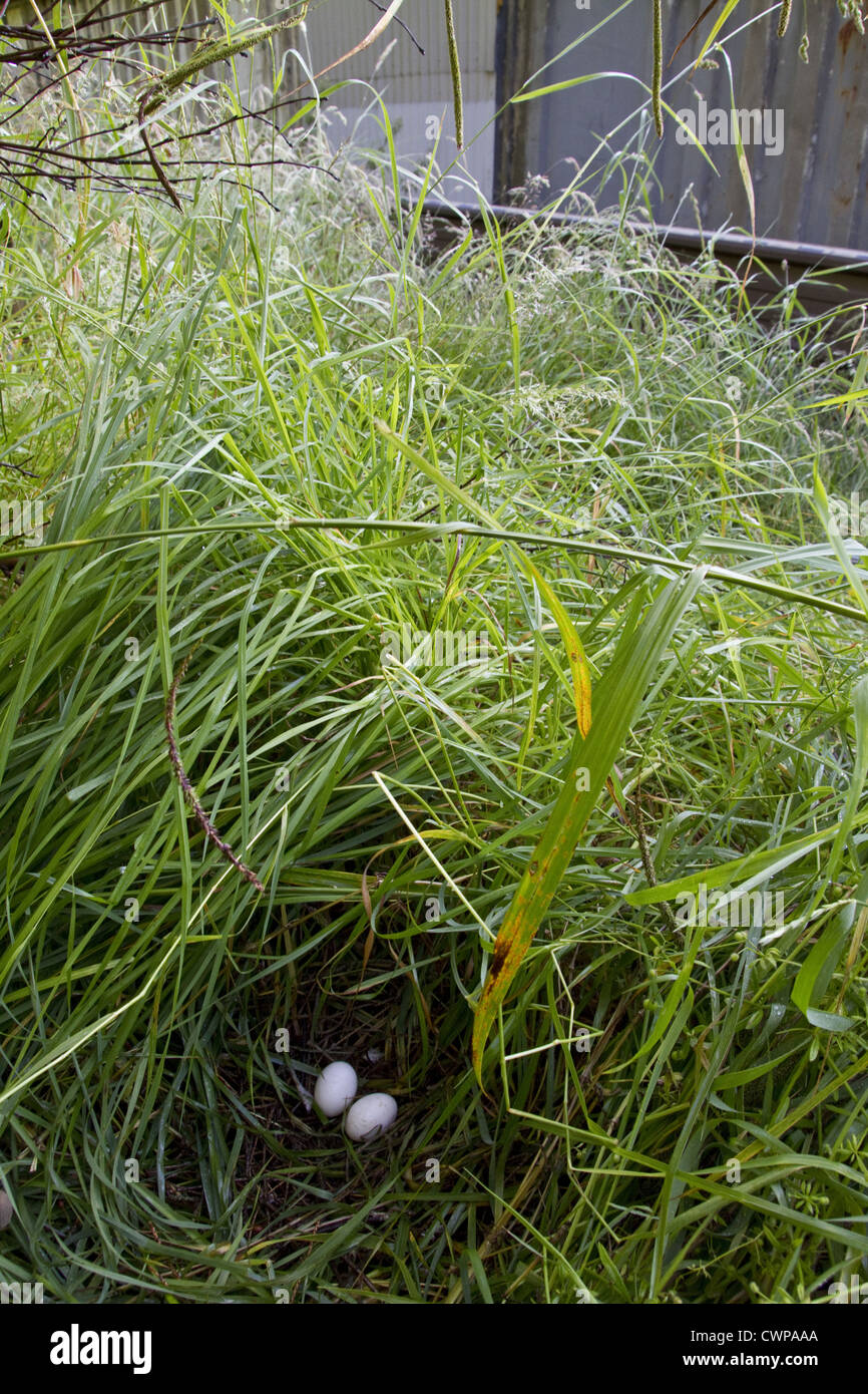 Eine ungewöhnliche Boden nisten Website eine Ringeltaube, enthält Nest zwei Eiern. Normale Nistplatz wäre in einem Baum oder Gebäude Stockfoto