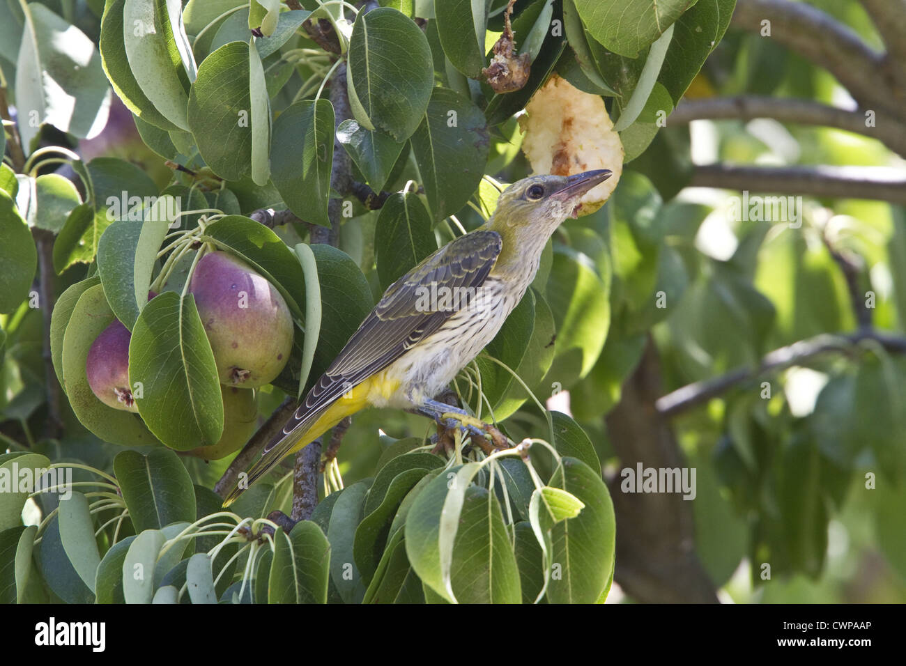 Juvenile Pirol auf Birnbaum Stockfoto