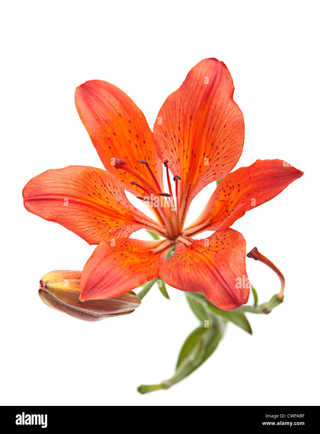 Rote Lilie Blume Closeup isoliert auf weiss Stockfoto
