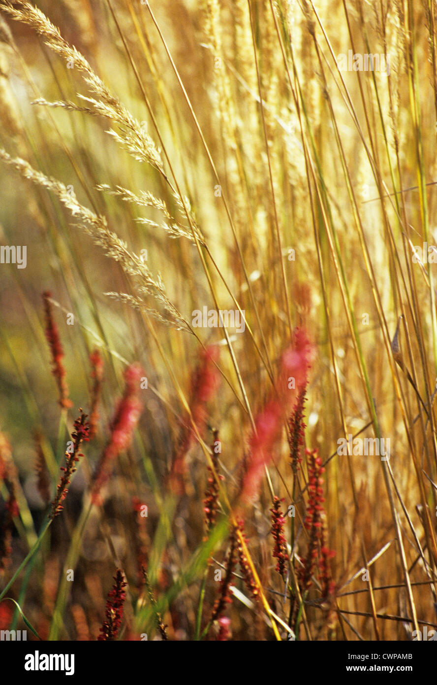 Calamogrostis X acutiflora 'Karl Foerster', Federgras reed Stockfoto