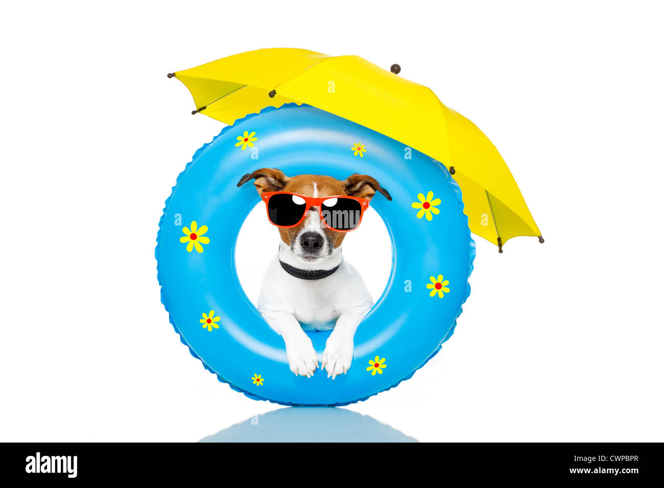 Hund mit Luftmatratze Sonnenbaden Stockfoto