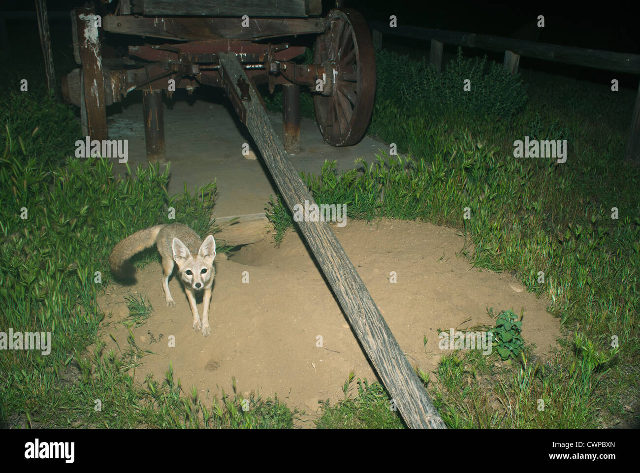 San Joaquin Kit Fox (Vulpes Macrotis Mutica) bedrohte, Carrizo Plain NM, Kalifornien - denning unter historischen Wagen. Stockfoto