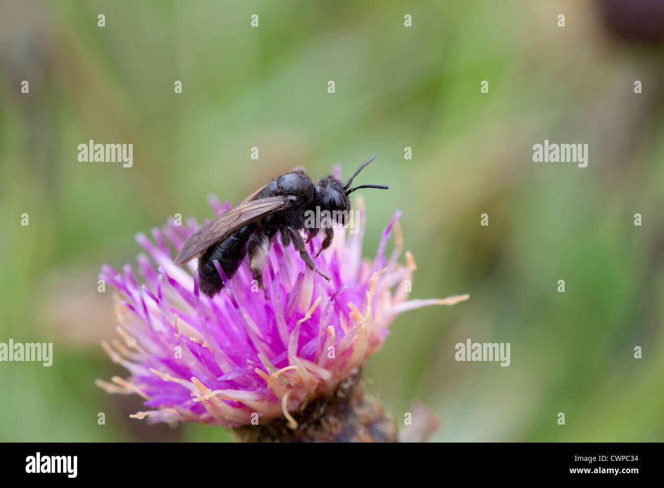 Mining Bee; Andrena Pilipes; auf Flockenblume; Cornwall; UK Stockfoto