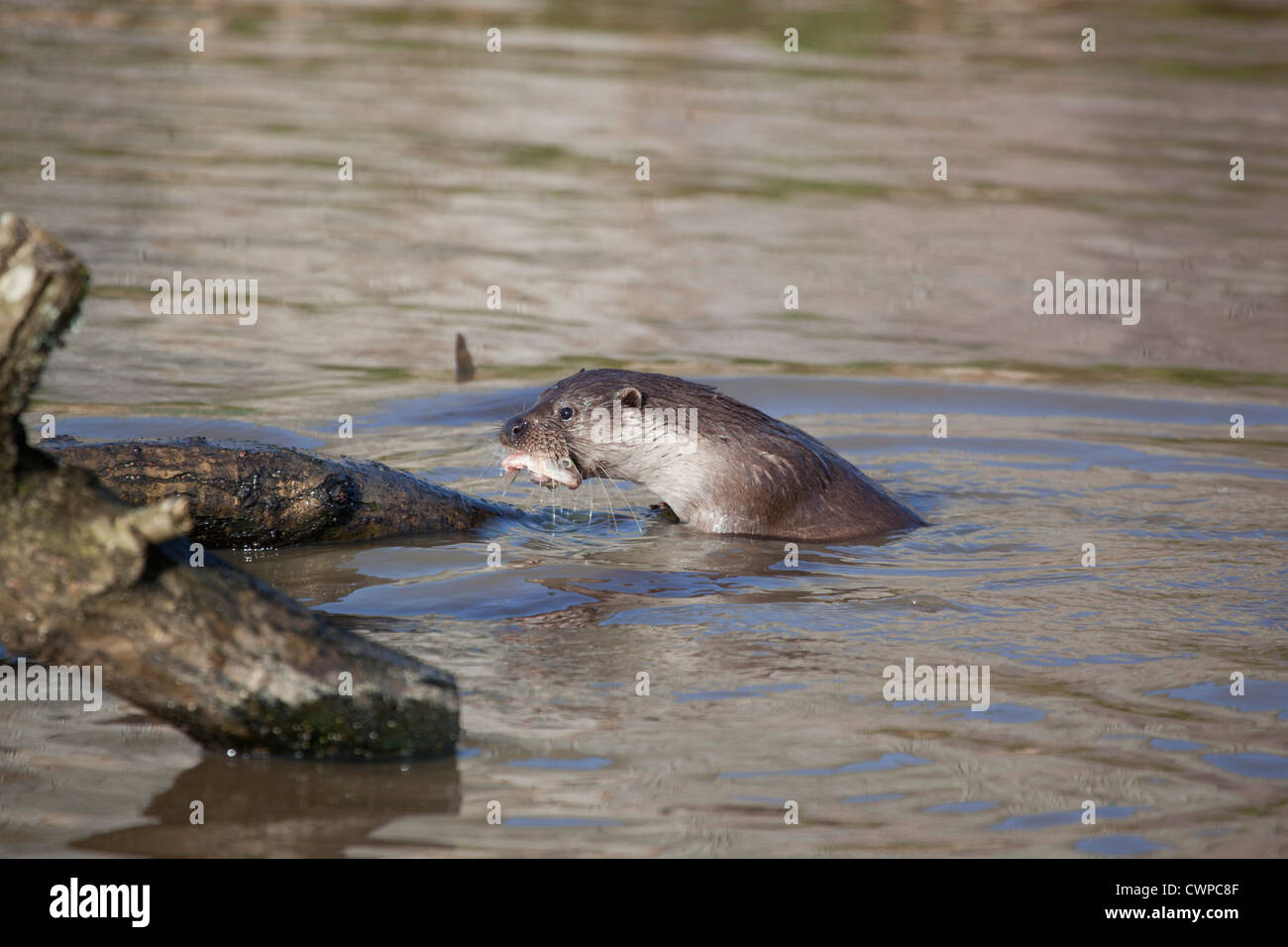 Otter; Lutra Lutra; VEREINIGTES KÖNIGREICH; Fisch essen Stockfoto