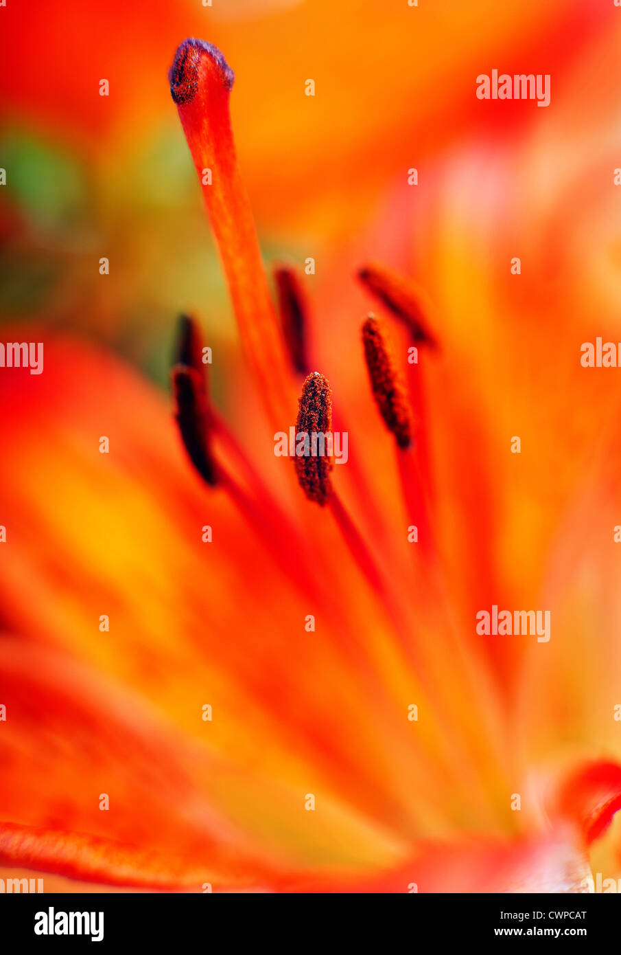 Makro-Ansicht Hintergrund rote Lilie Blume Stockfoto