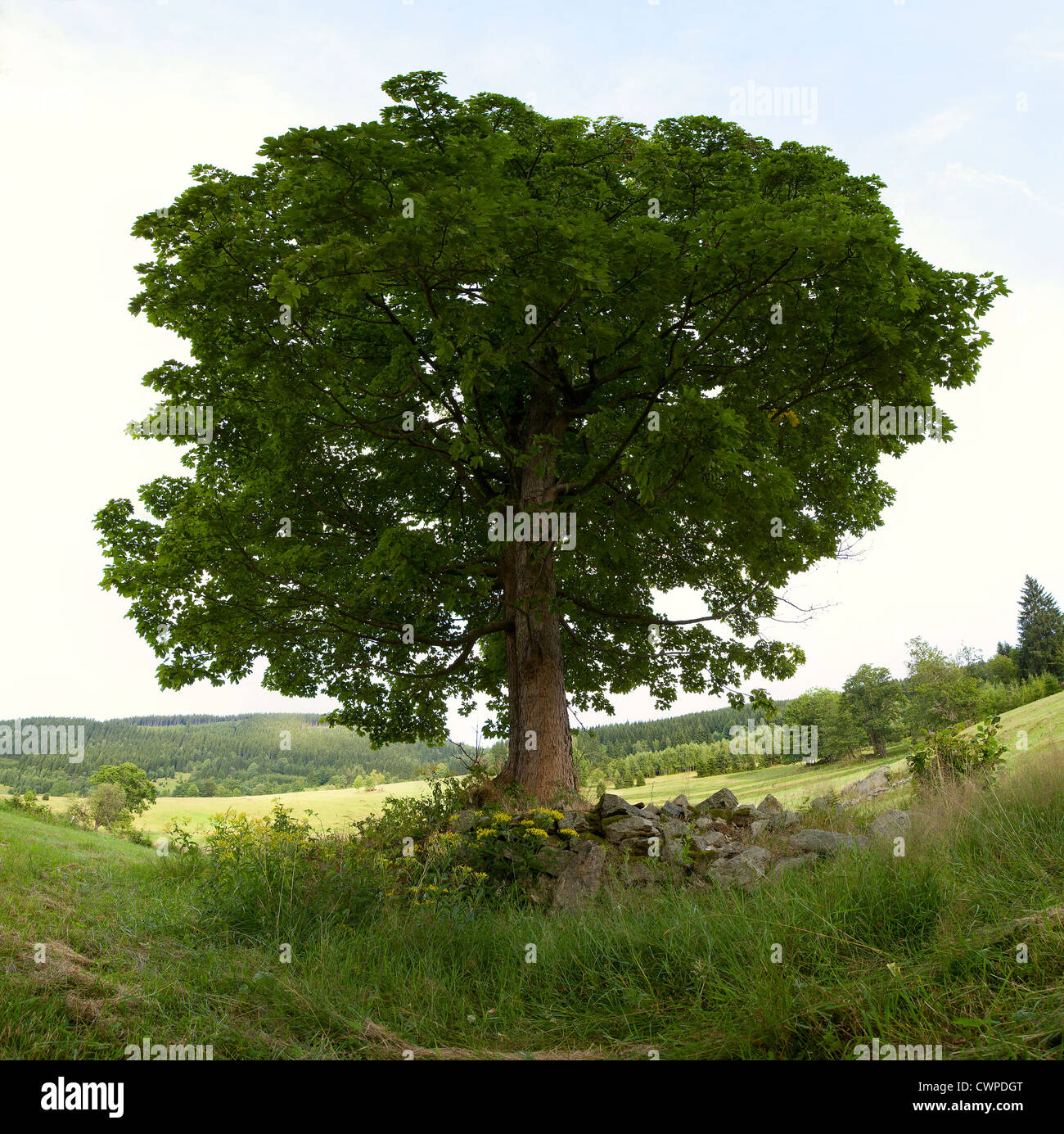 allein Laubbaum auf Bergwiese, Landschaft Stockfoto