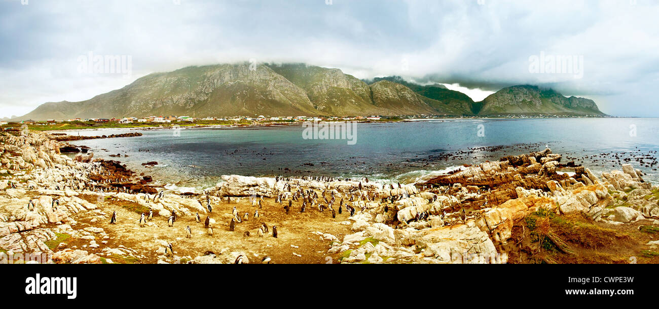 Panorama-Landschaft mit Kolonie von südafrikanischen Pinguine, Wildtiersafaris, Tiere & Vögel Wasser des Atlantischen Ozeans, Stockfoto