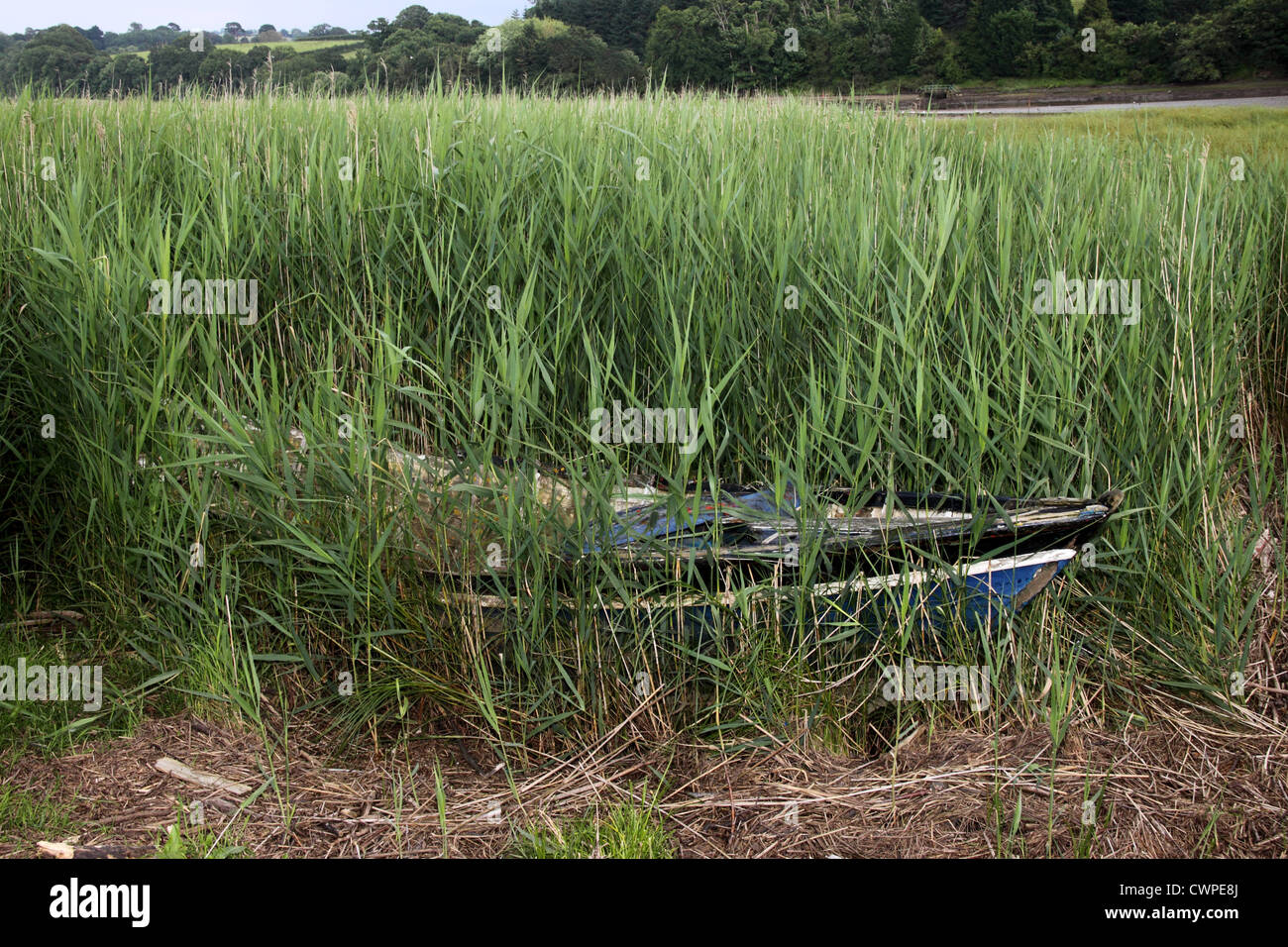 Eine Boot, fast vollständig im Schilf, begraben liegt am Rande des Gezeiten Wassers in den Fluß Teign in Devon Stockfoto